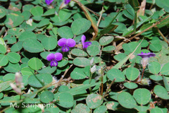 Desmodium triflorum